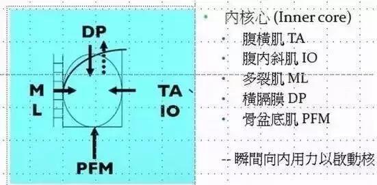 为啥经常练硬拉、深蹲的健身爱好者总是喜欢戴腰带？(图4)