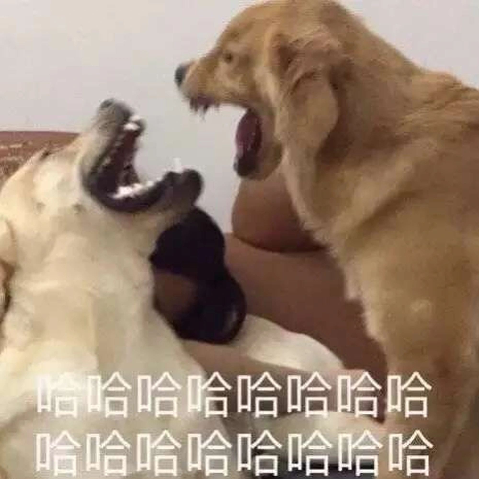 流言板]哈利伯顿：最近经常和克拉克在举重室训练我希望她能上场(图7)