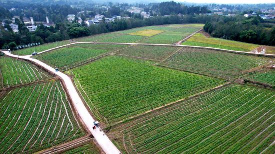 四川營山：干群攜手繪就鄉村振興新圖景