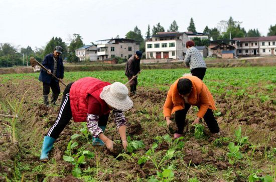 四川營山：干群攜手繪就鄉村振興新圖景(图2)
