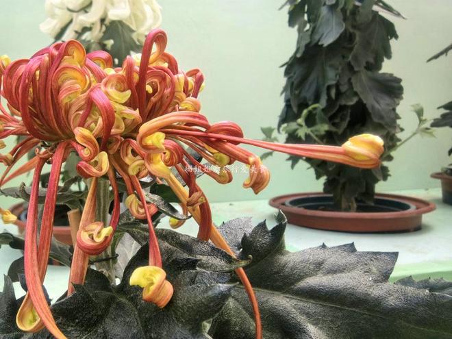 广州文化公园66届菊展藏秋冬浪漫气息延续全运会风情免费(图7)