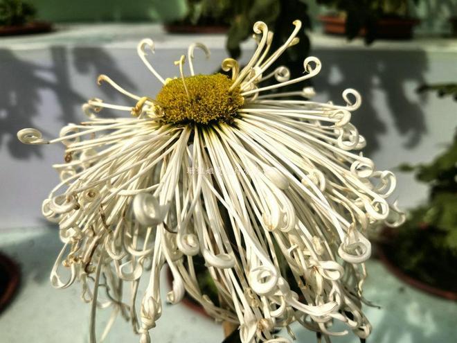 广州文化公园66届菊展藏秋冬浪漫气息延续全运会风情免费(图8)