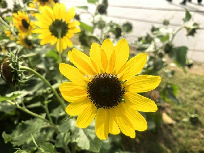 广州文化公园66届菊展藏秋冬浪漫气息延续全运会风情免费(图12)